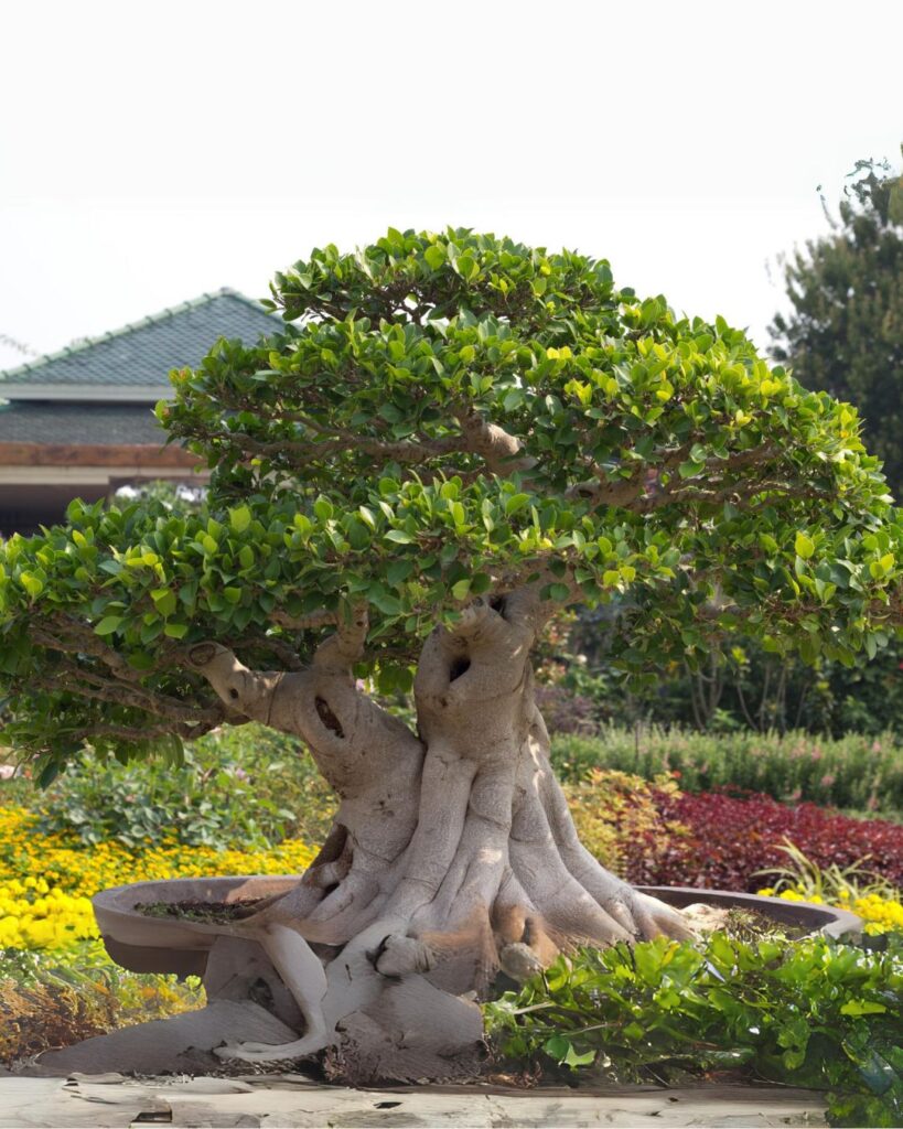 bonsai3
