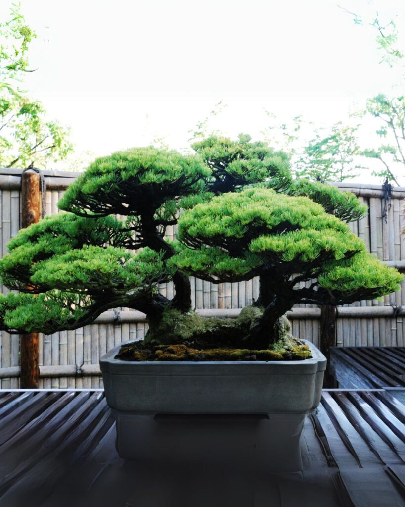 bonsai4