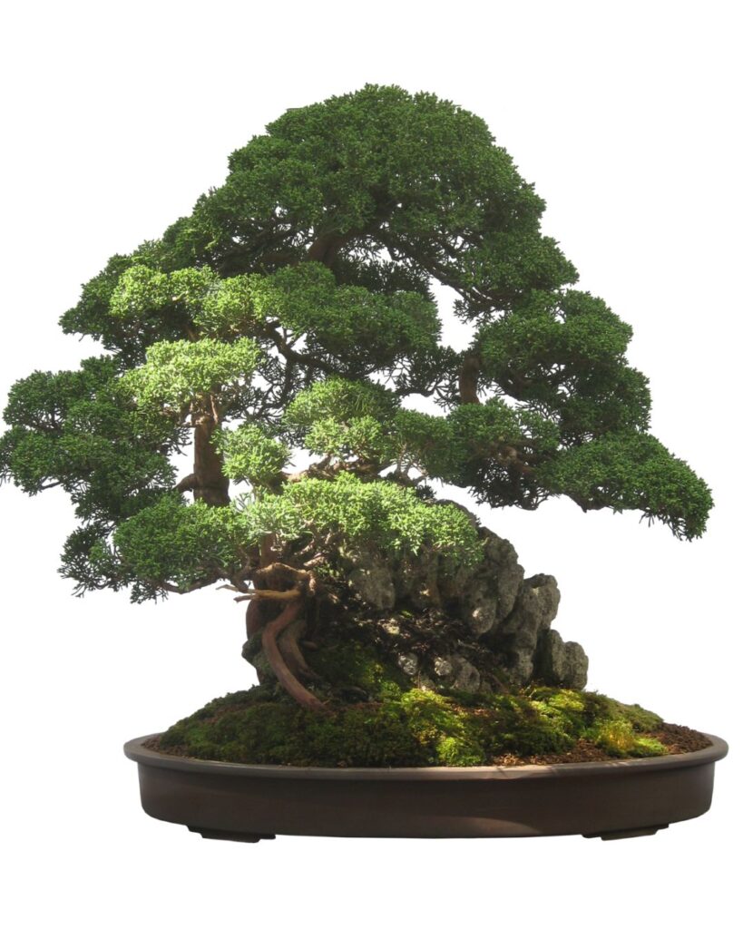 bonsai5