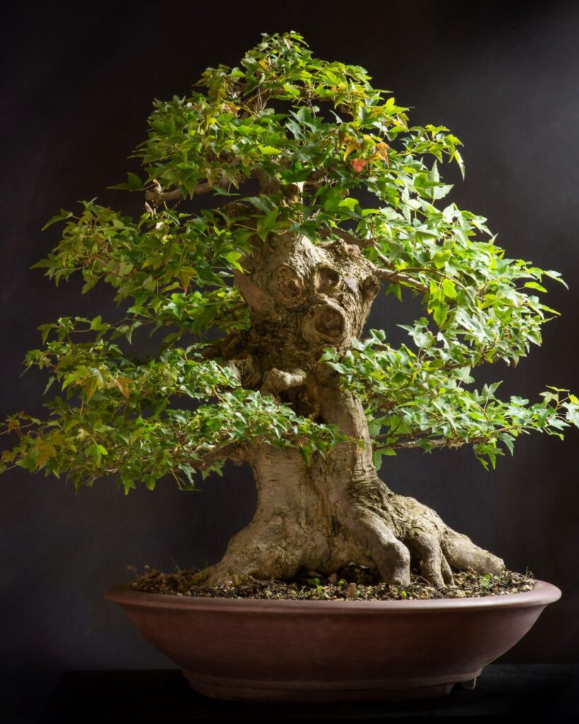 bonsai7