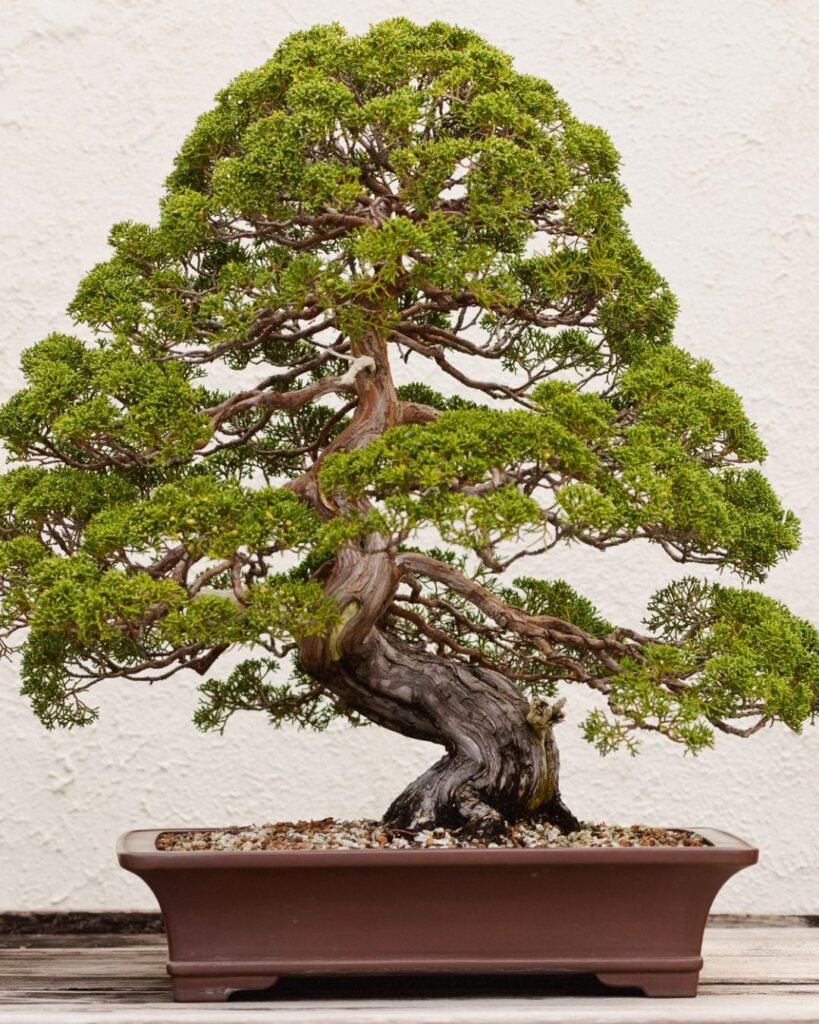 bonsai8